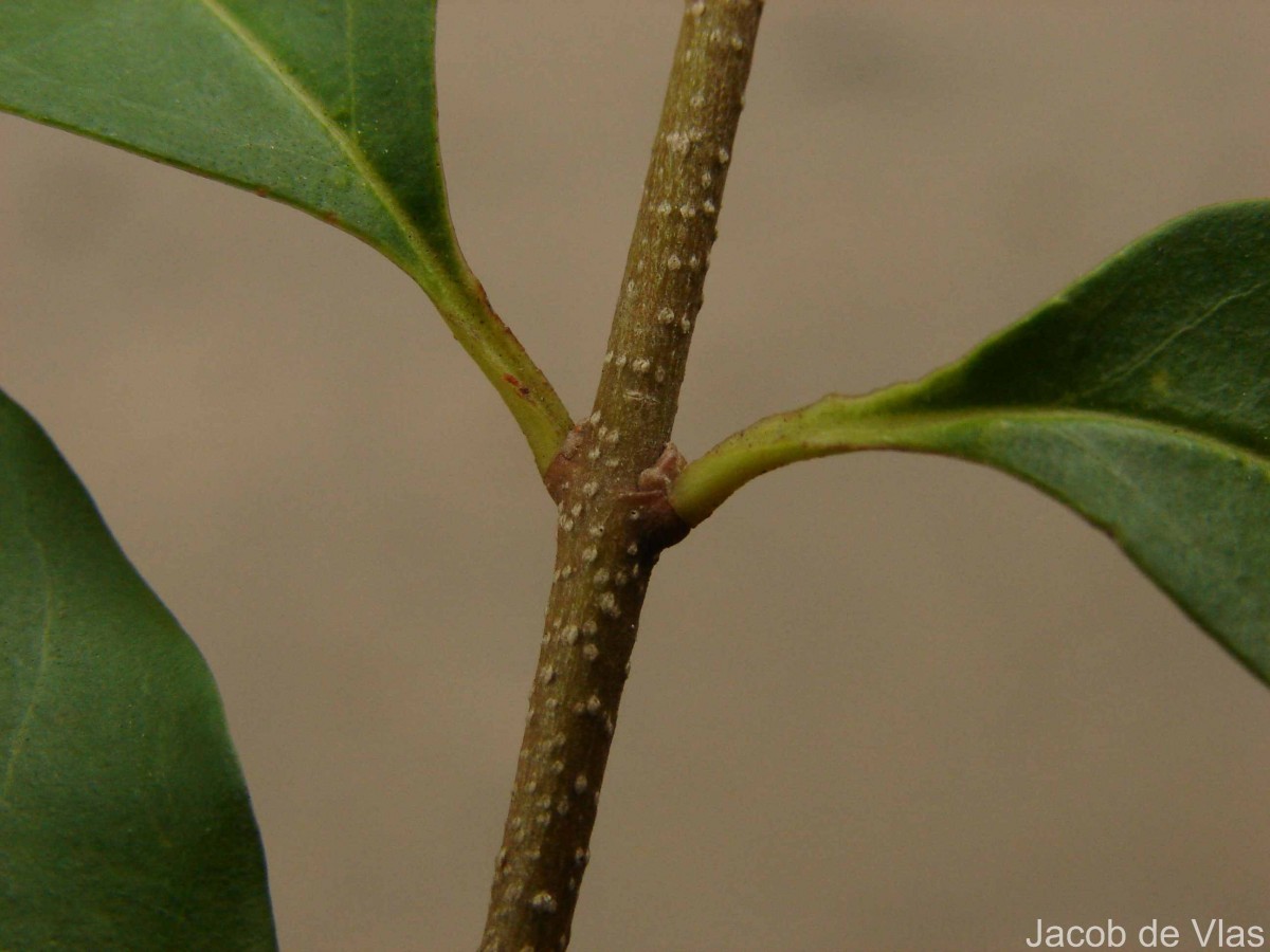 Ligustrum robustum (Roxb.) Blume